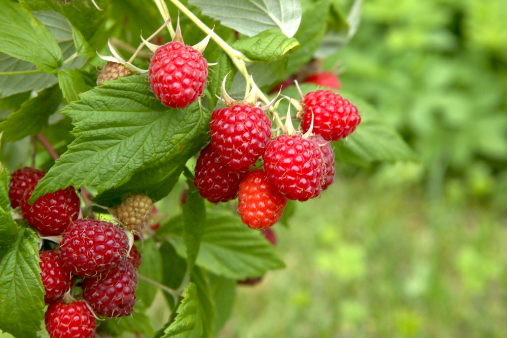 avoir fruits terrasse