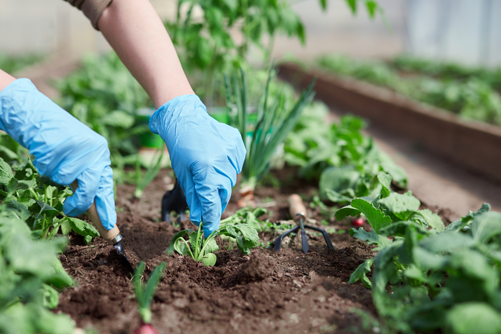 carré potager surélevé