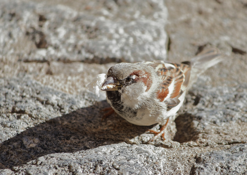 acceuillir oiseaux terrasse