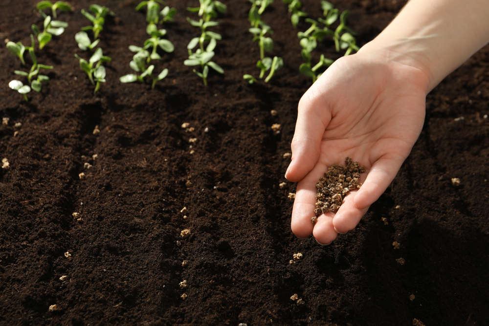 jardinière plante choisir