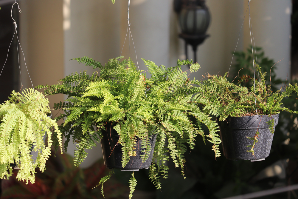 quelles plantes suspendues terrasse