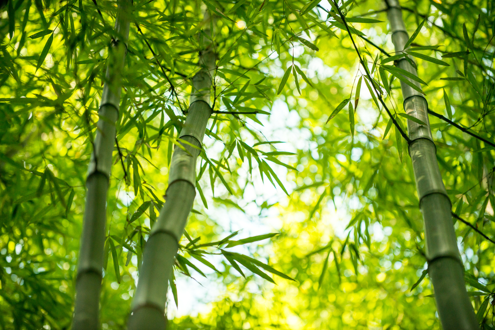 cultiver bambou terrasse